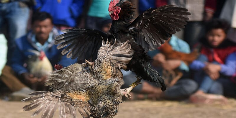 hinh-thuc-xem-da-ga-campuchia